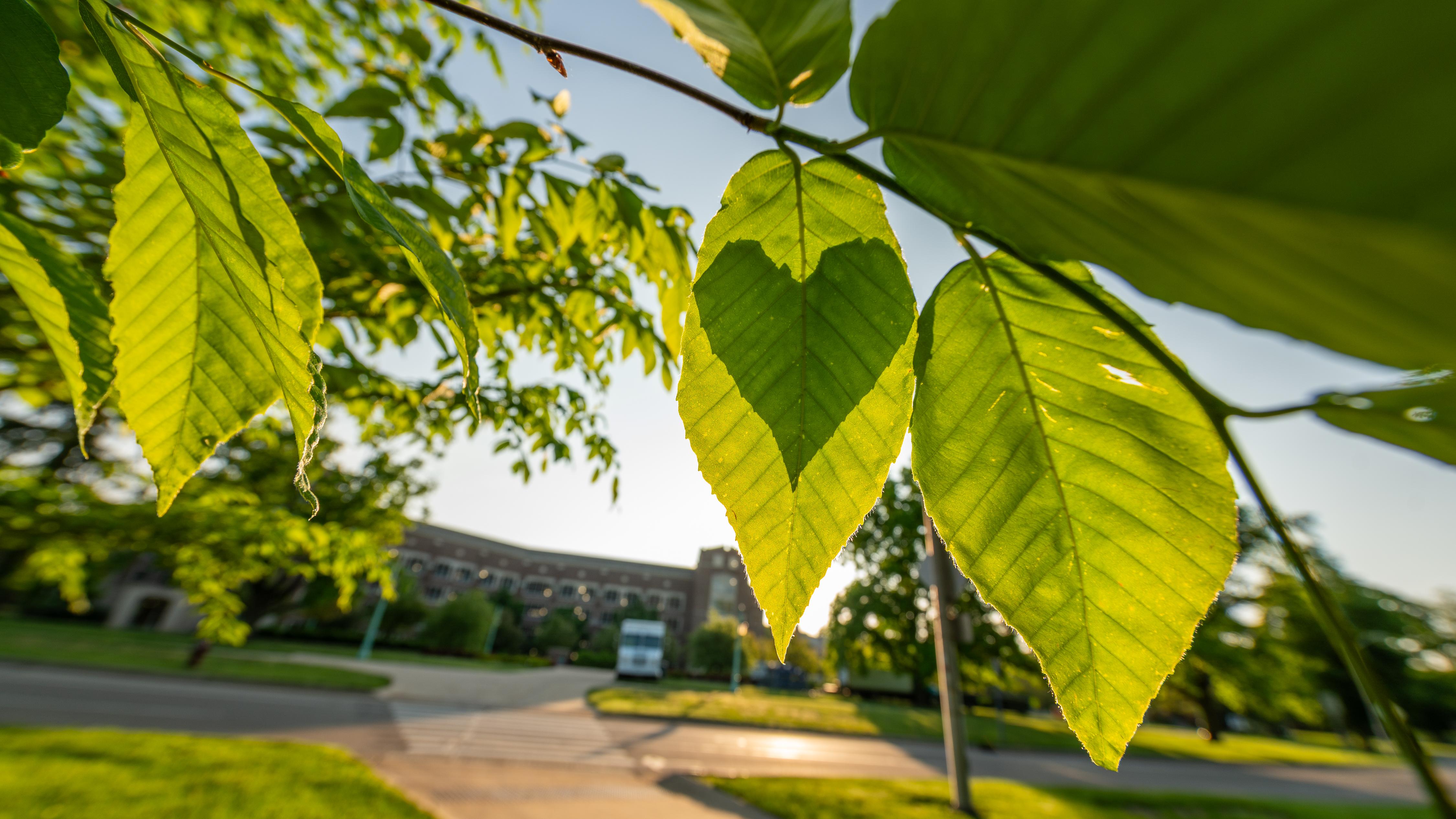 Close‑up view of bright green leaves on a tree branch, illuminated by warm sunlight. In the background, slightly out of focus, is a sidewalk, a road, and a large campus building, creating a peaceful outdoor scene.